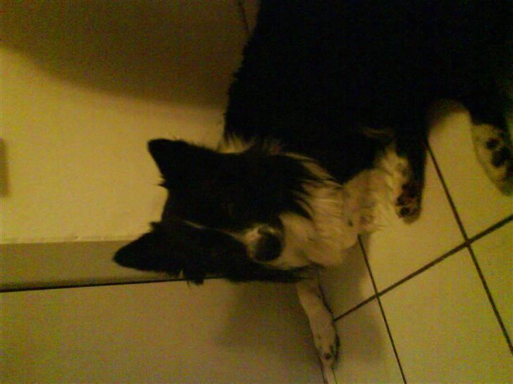 Blanding af racer Buster billede 6