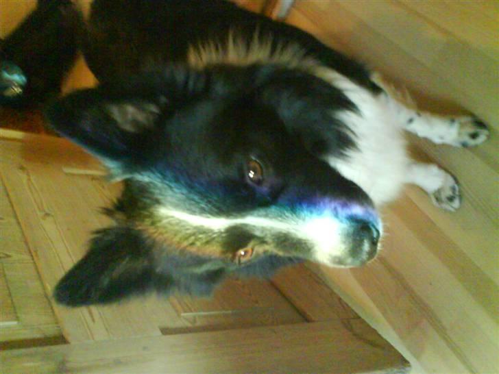 Blanding af racer Buster billede 7