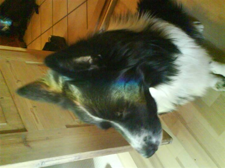 Blanding af racer Buster billede 8