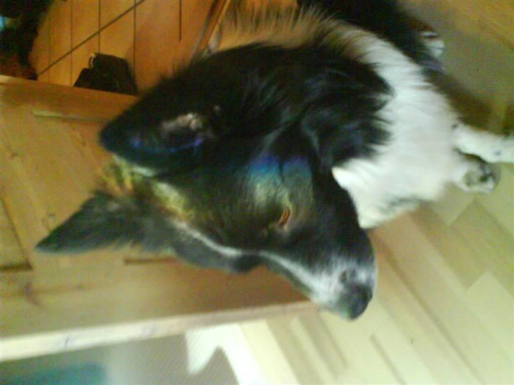 Blanding af racer Buster billede 9