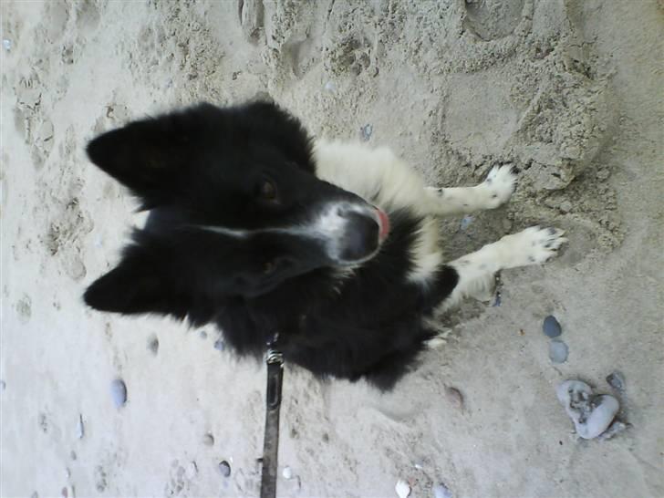 Blanding af racer Buster billede 10