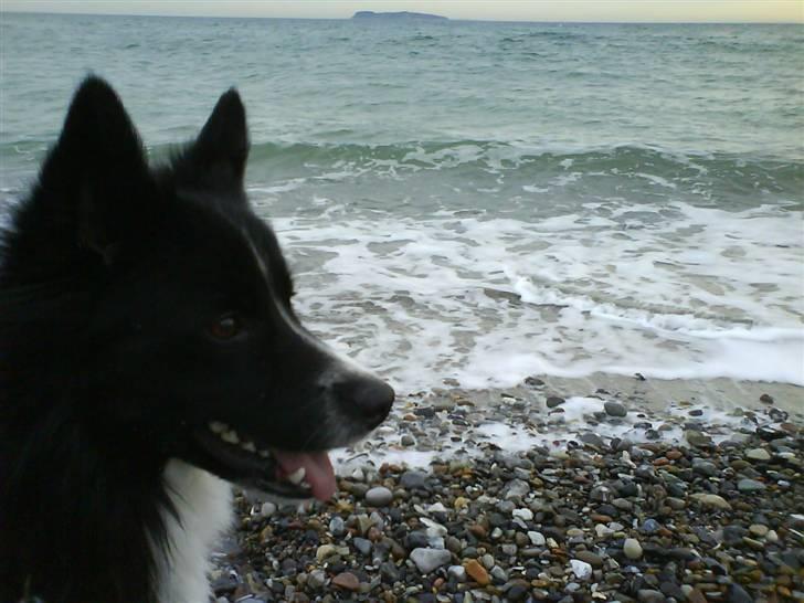 Blanding af racer Buster billede 11