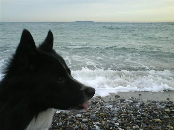 Blanding af racer Buster billede 12