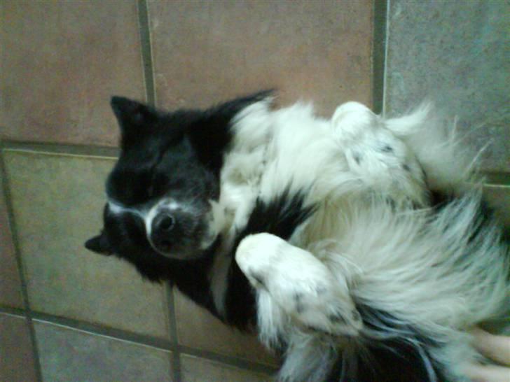 Blanding af racer Buster billede 13