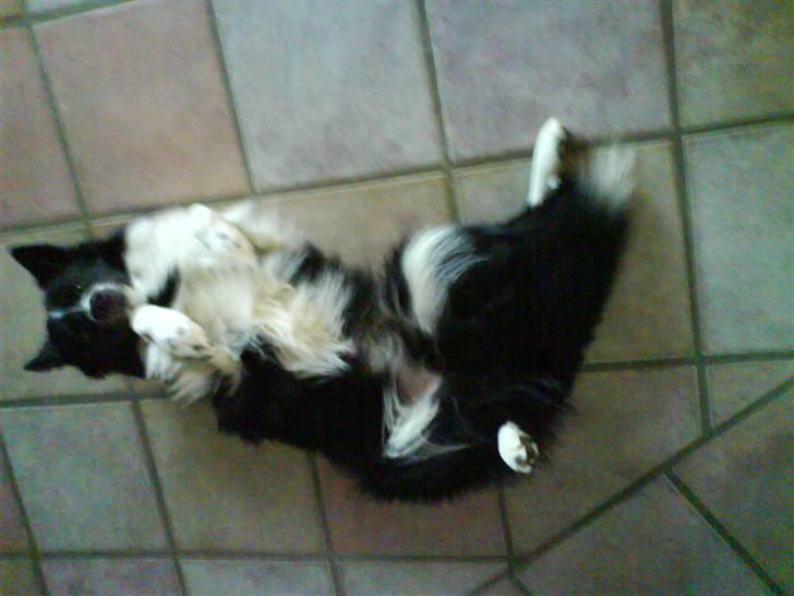 Blanding af racer Buster billede 14