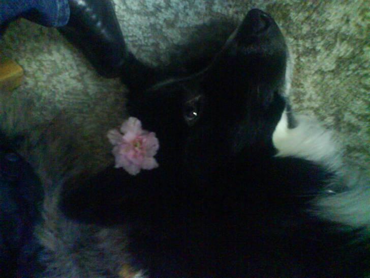 Blanding af racer Buster billede 15