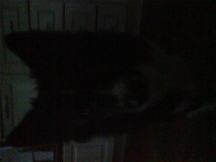 Blanding af racer Buster billede 16