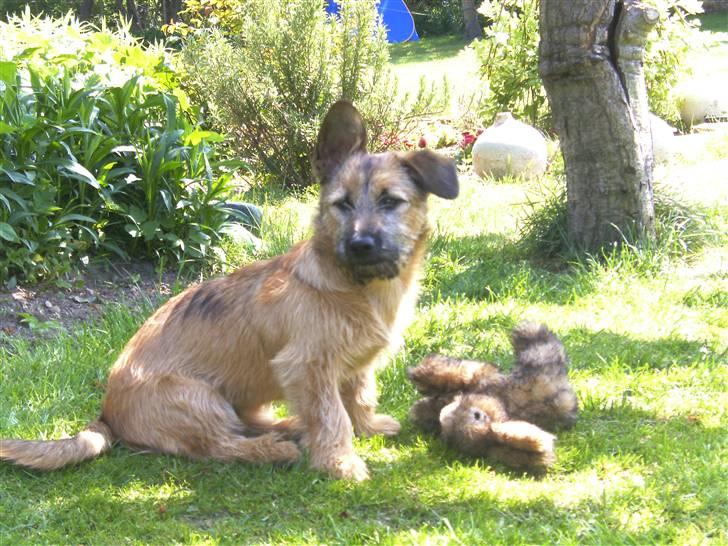 Blanding af racer stella (solgt) billede 1