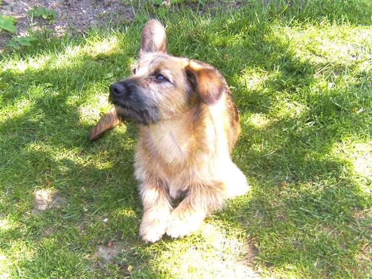 Blanding af racer stella (solgt) billede 2