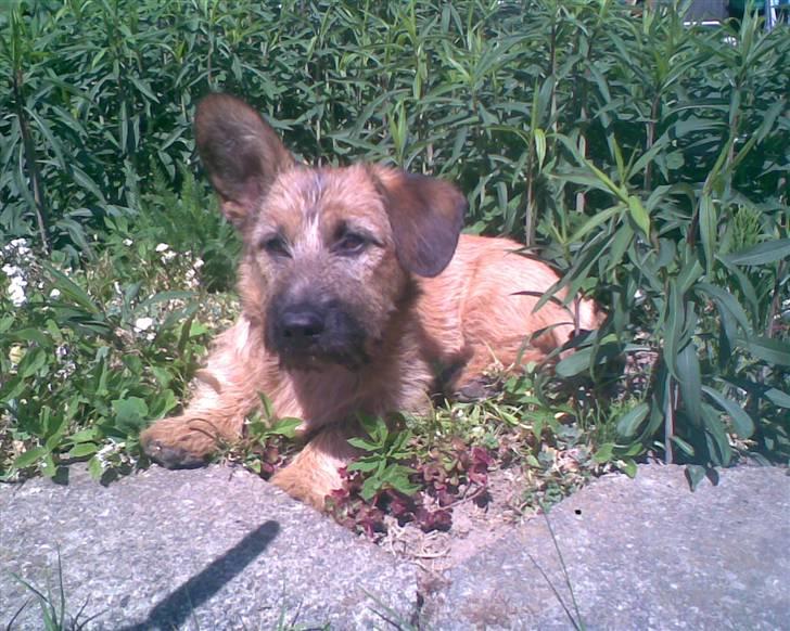 Blanding af racer stella (solgt) billede 3