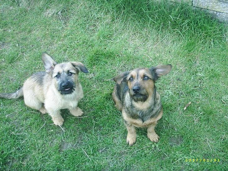 Blanding af racer stella (solgt) - her er jeg sammen med min mor billede 4