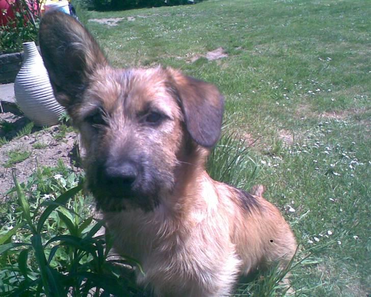 Blanding af racer stella (solgt) billede 5