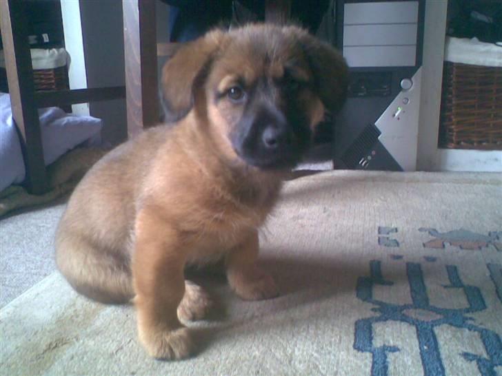 Blanding af racer stella (solgt) billede 6