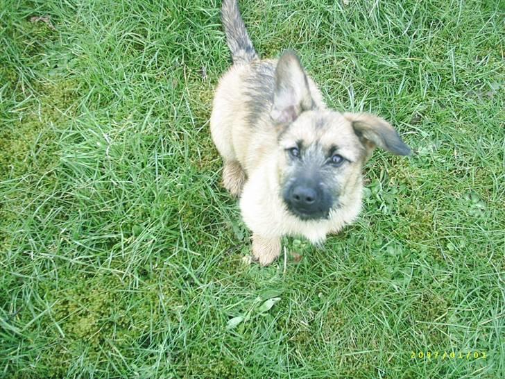 Blanding af racer stella (solgt) billede 7