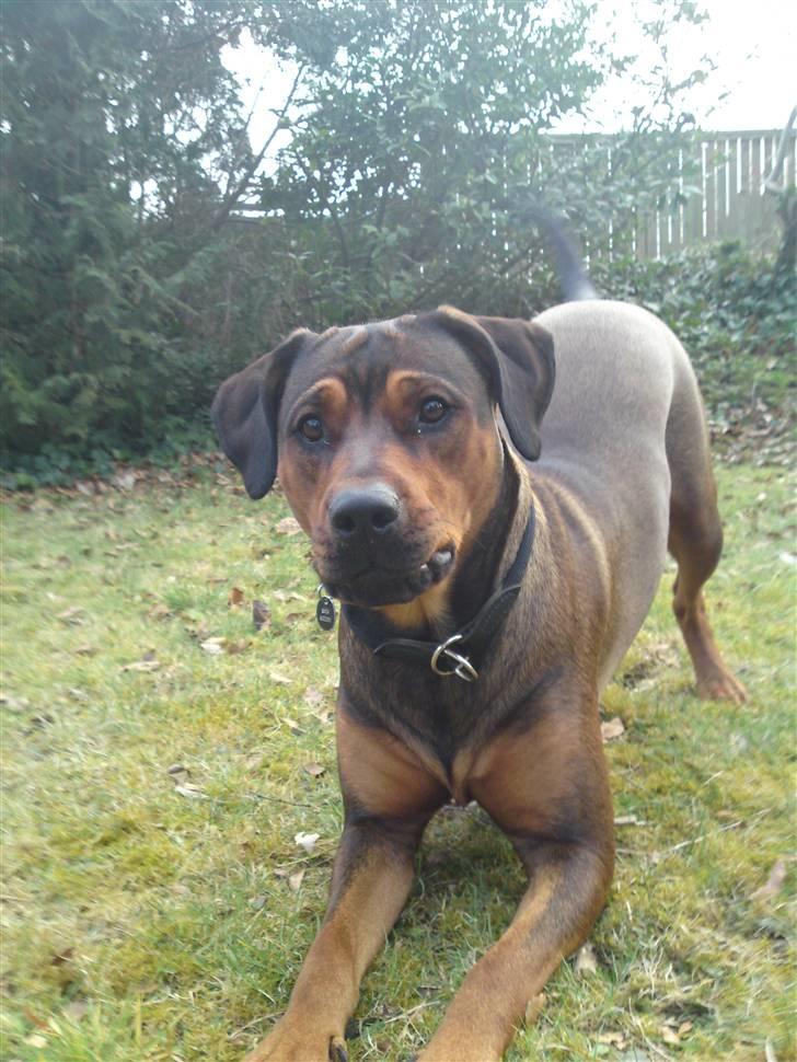 Blanding af racer Quila - Sjov og leg i haven. billede 16