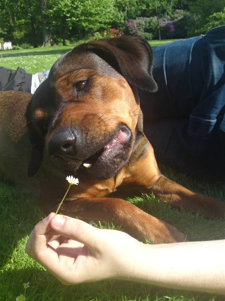 Blanding af racer Quila - Far som driller kærligt med blomsten, det kilder på snuden ;) billede 23