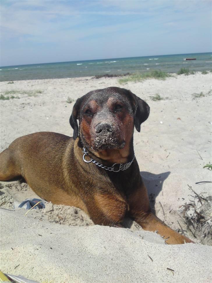 Blanding af racer Quila - Skal se hvor stort et hul jeg kan grave ;) billede 25