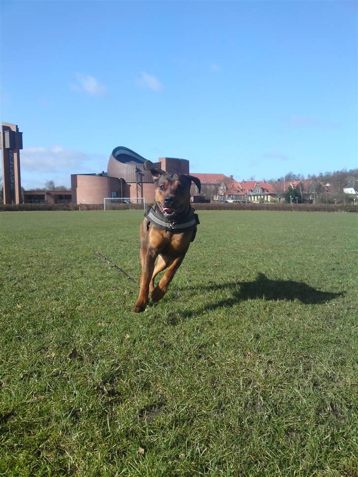 Blanding af racer Quila - Nye græsgange. Så er vi flyttet til Viborg, Quila er faldet godt til. billede 24
