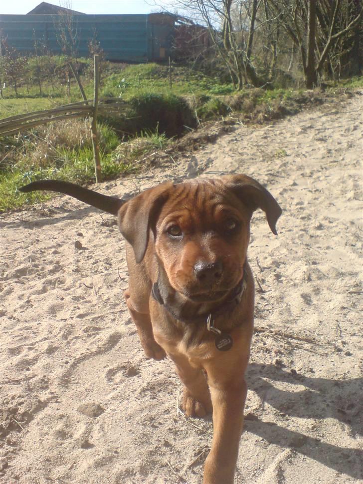 Blanding af racer Quila - Min lille pige, på besøg hos min far på landet :) billede 28