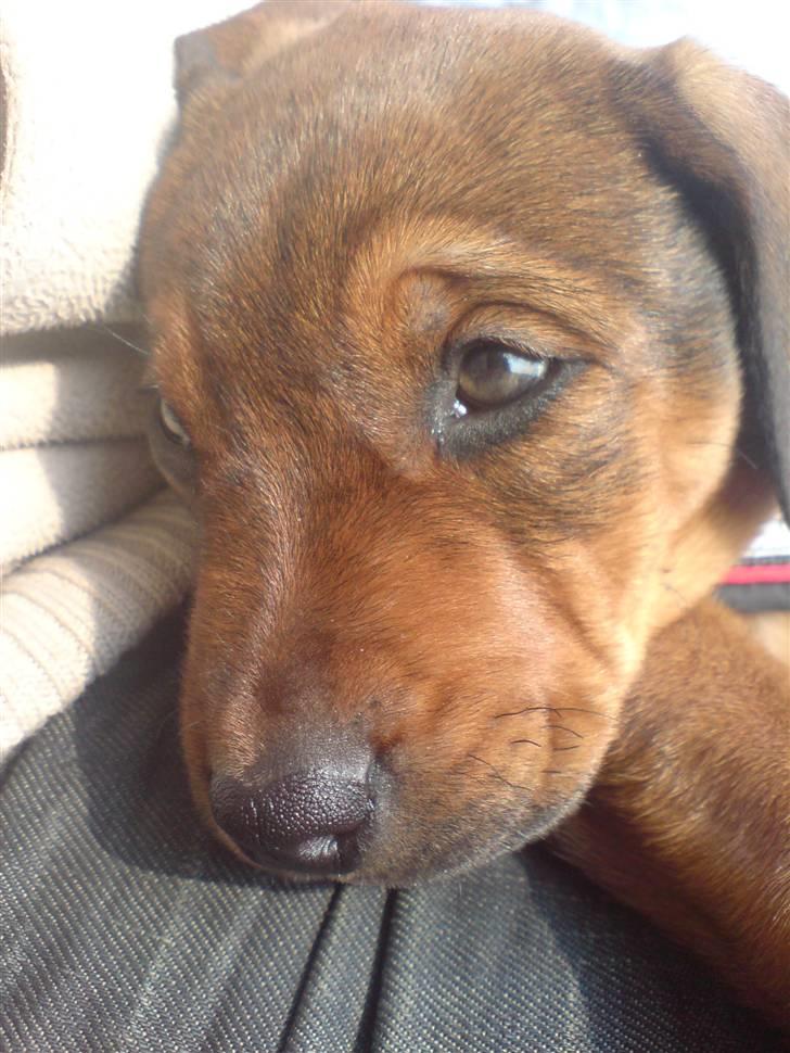 Blanding af racer Quila - Træt efter en lang gåtur, slapper af hos far. billede 29