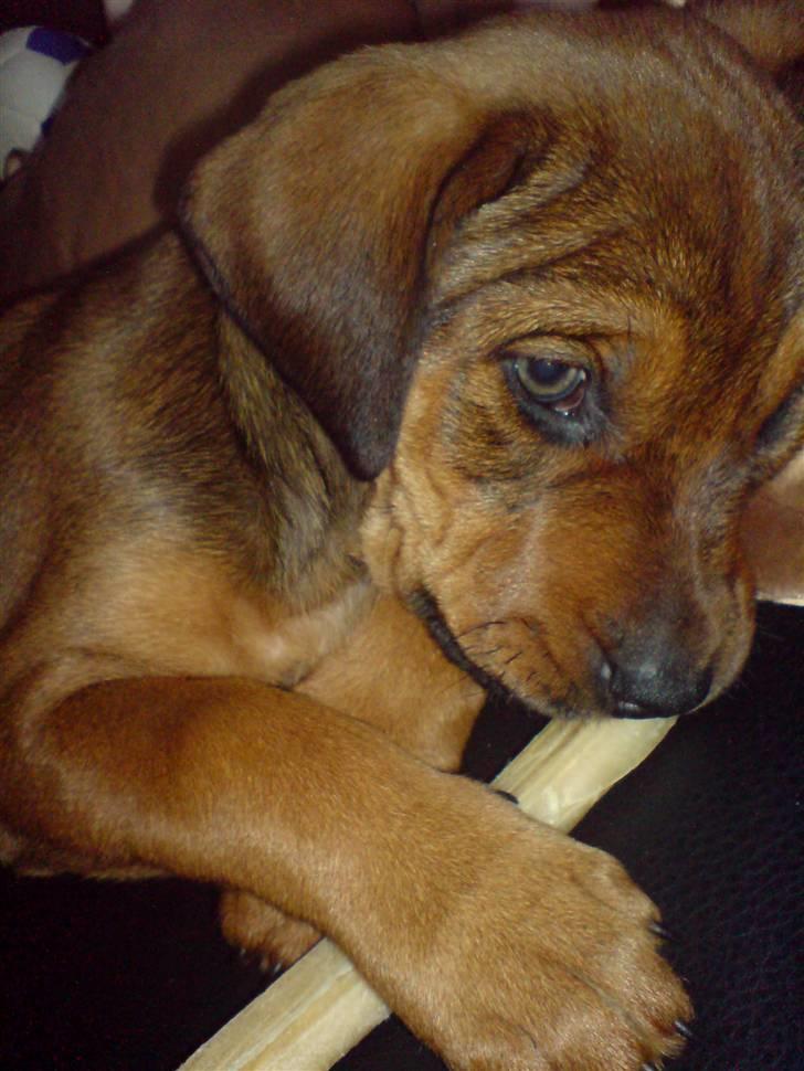 Blanding af racer Quila - Quila - 8 uger.  billede 30