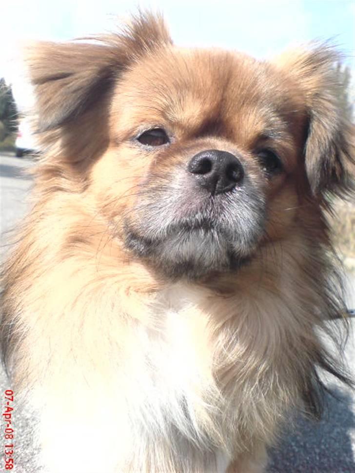 Tibetansk spaniel zorba<3=) billede 1