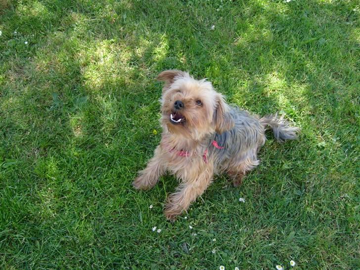 Yorkshire terrier  » Chilli « billede 12