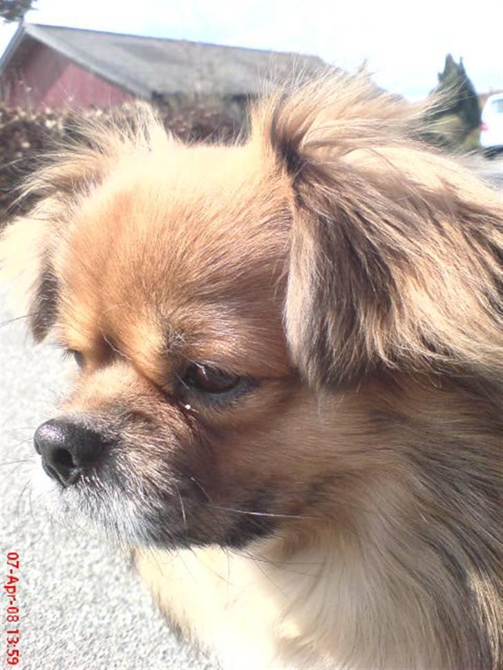 Tibetansk spaniel zorba<3=) billede 2