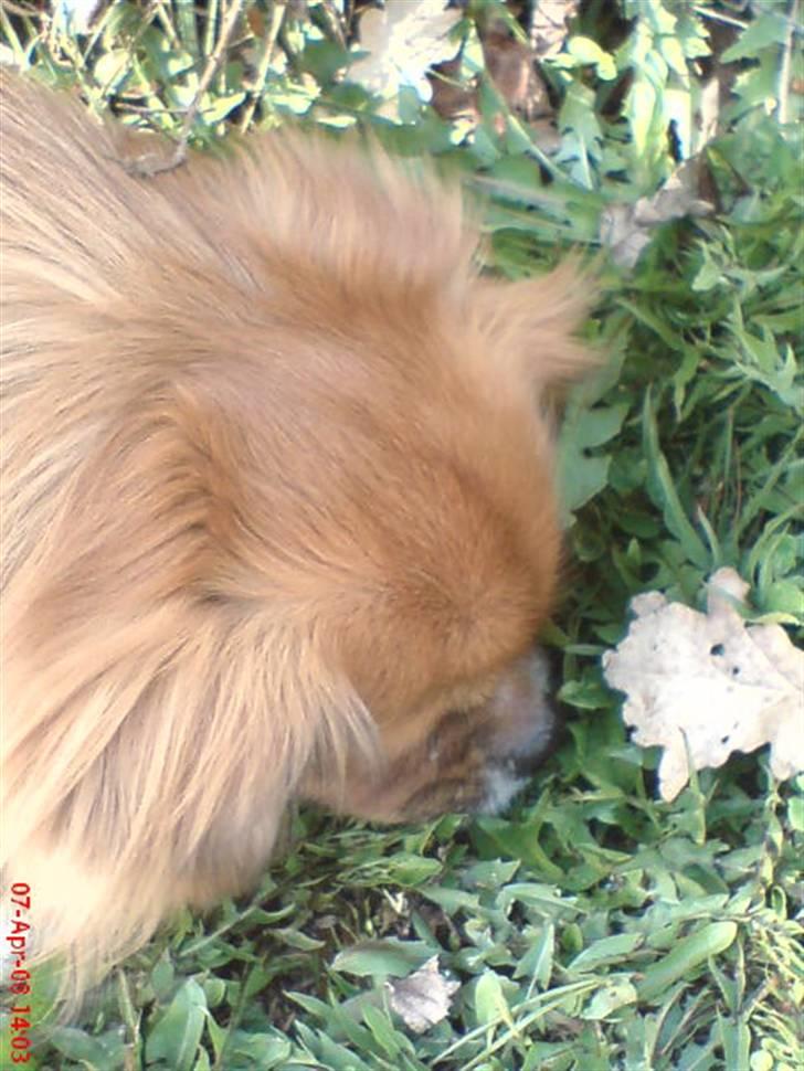 Tibetansk spaniel zorba<3=) billede 3