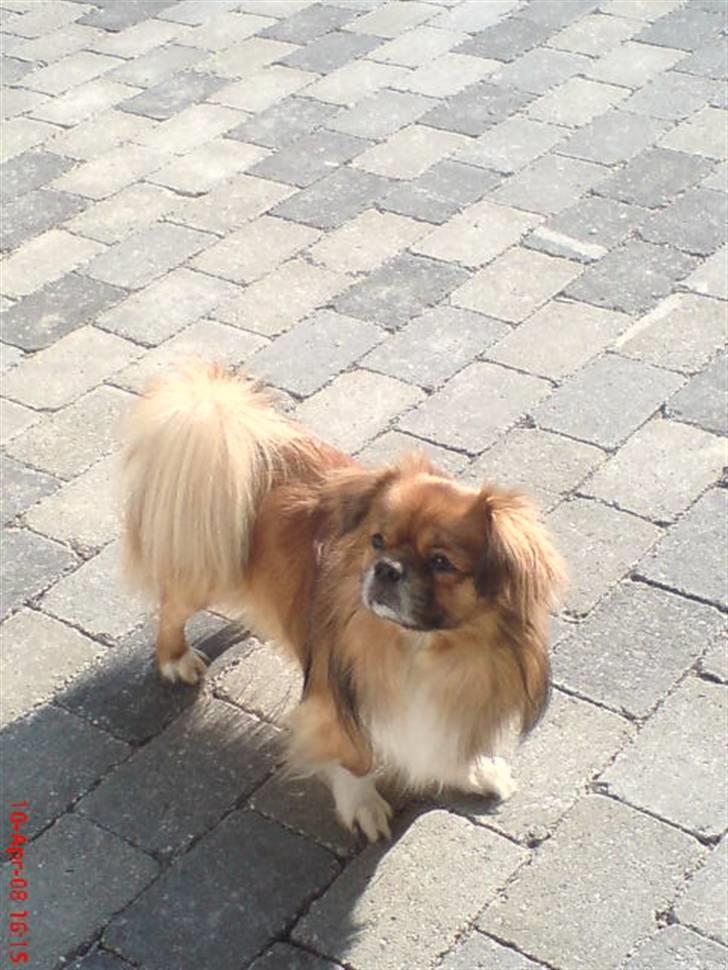 Tibetansk spaniel zorba<3=) billede 4