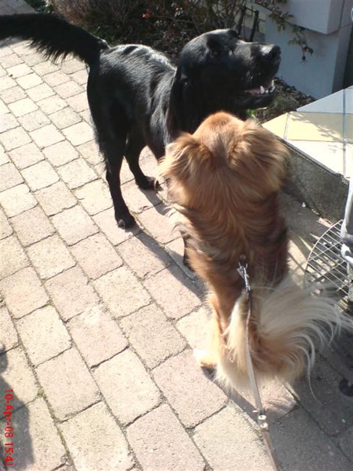 Tibetansk spaniel zorba<3=) billede 5