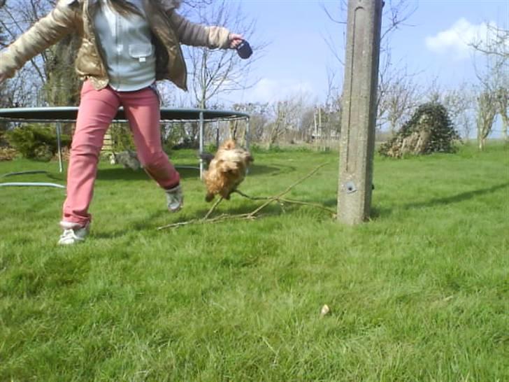 Yorkshire terrier  » Chilli « billede 13