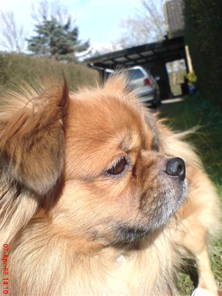 Tibetansk spaniel zorba<3=) billede 6