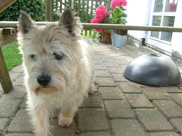 Cairn terrier »  Bonzo « billede 9