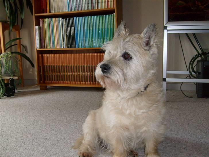 Cairn terrier »  Bonzo « billede 10