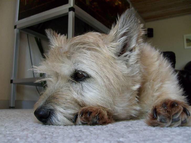 Cairn terrier »  Bonzo « billede 11