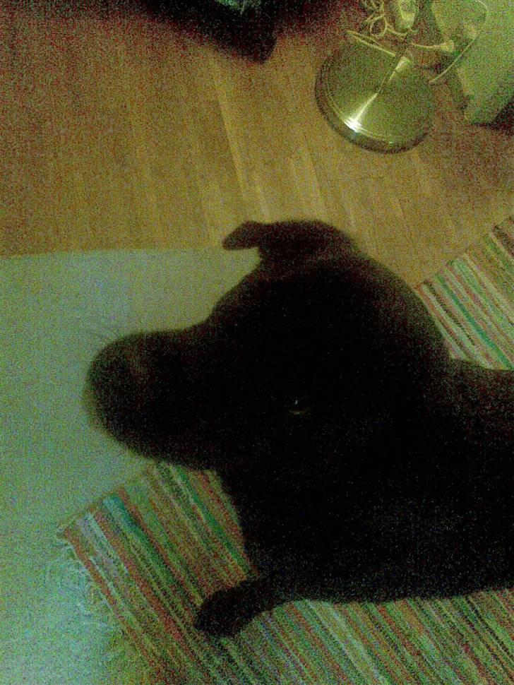 Labrador retriever polka<3 billede 1