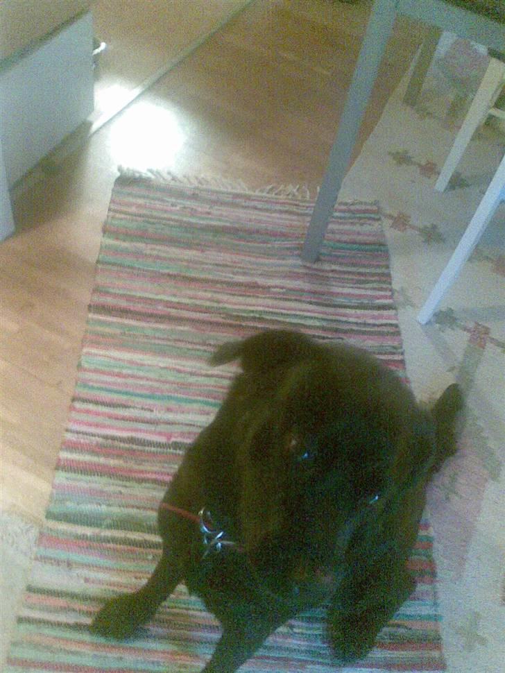 Labrador retriever polka<3 billede 2