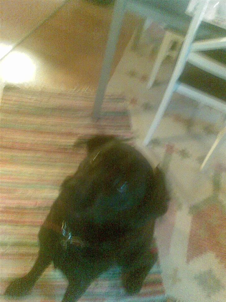 Labrador retriever polka<3 billede 3