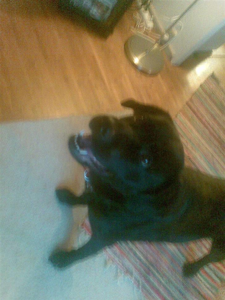 Labrador retriever polka<3 billede 4