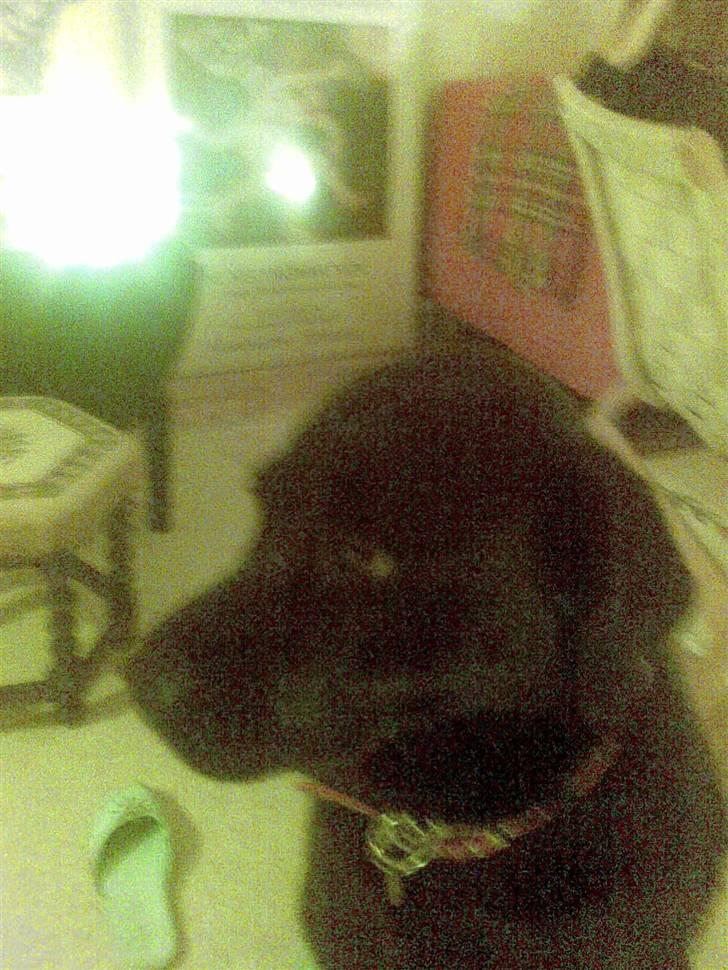 Labrador retriever polka<3 billede 5