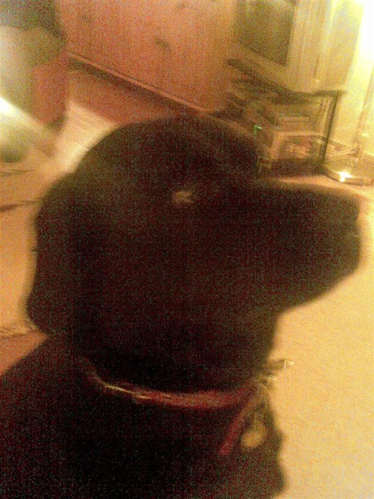 Labrador retriever polka<3 billede 6