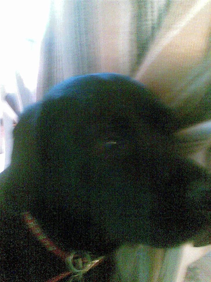 Labrador retriever polka<3 billede 7