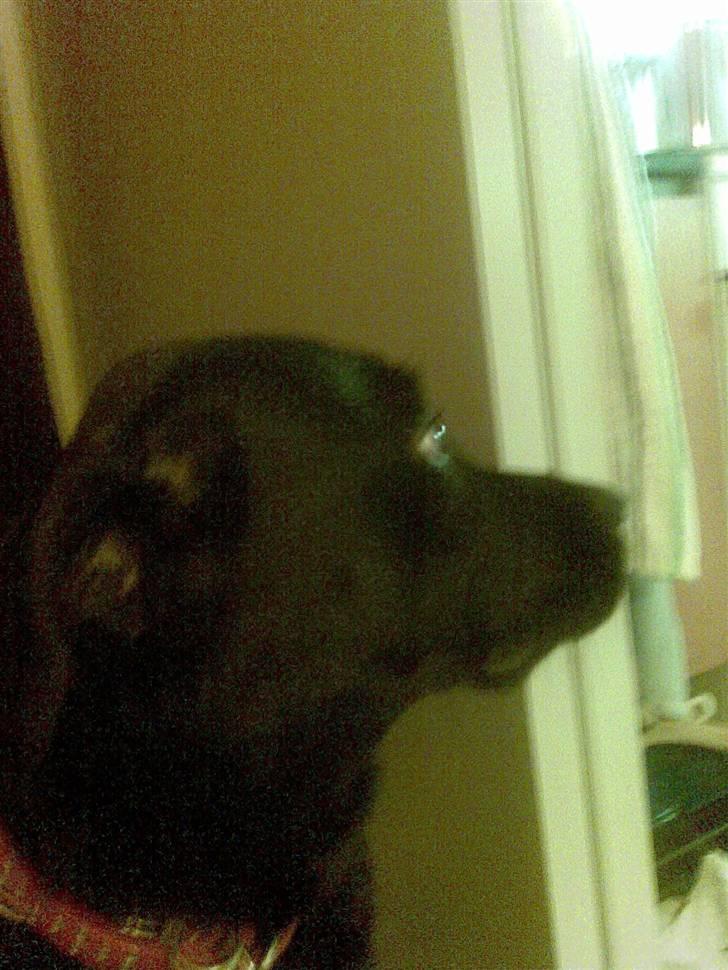 Labrador retriever polka<3 billede 8