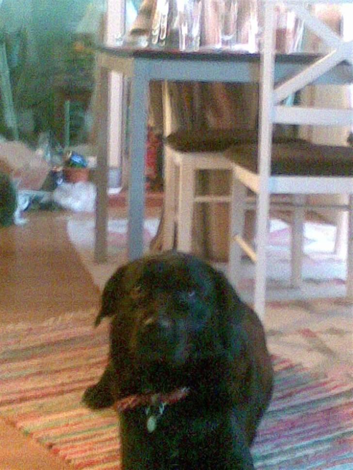 Labrador retriever polka<3 billede 9