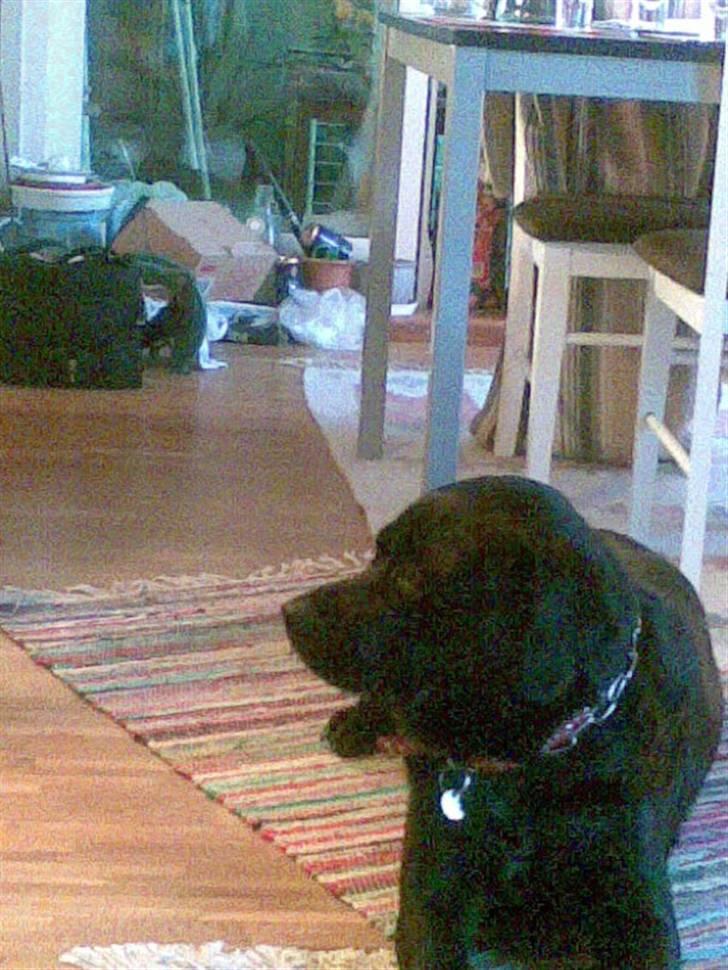 Labrador retriever polka<3 billede 10