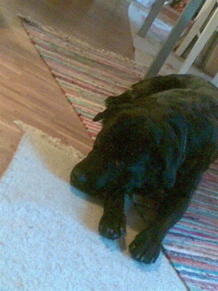 Labrador retriever polka<3 billede 11