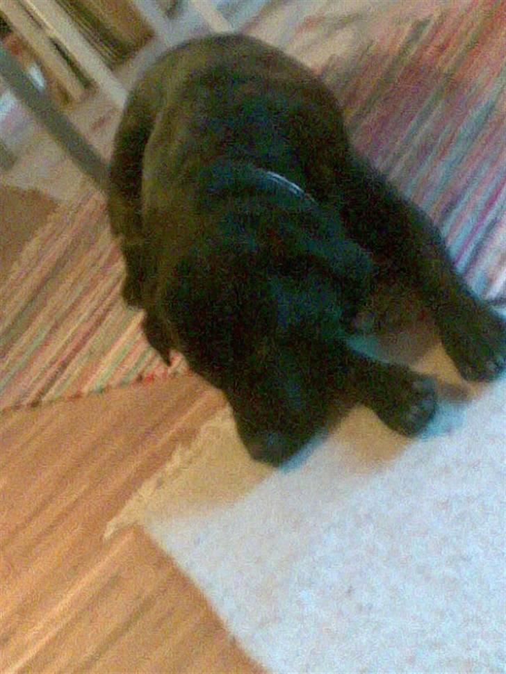 Labrador retriever polka<3 billede 12