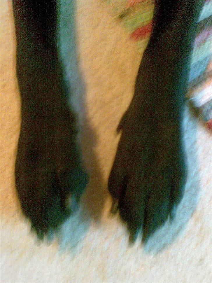 Labrador retriever polka<3 billede 13