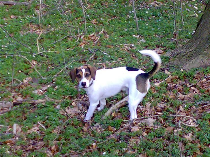 Blanding af racer skipper billede 9